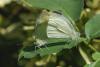 Pieris rapae